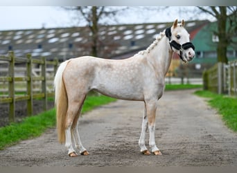 Other Warmbloods, Mare, 13 years, Palomino