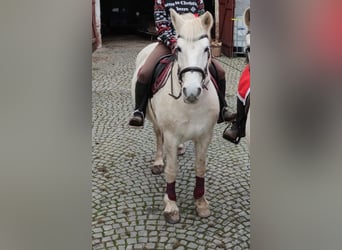 Other Warmbloods Mix, Mare, 14 years, 14,2 hh, Grey