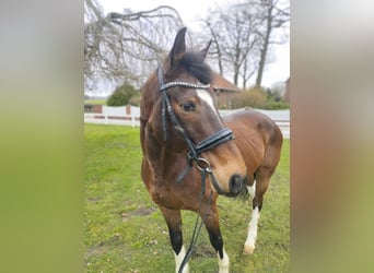 Other Warmbloods, Mare, 14 years, 15.2 hh, Pinto