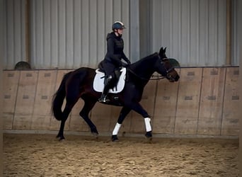 Other Warmbloods, Mare, 14 years, 15,1 hh, Bay-Dark