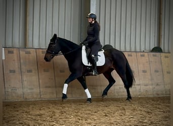 Other Warmbloods, Mare, 14 years, 15,1 hh, Bay-Dark