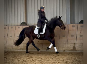 Other Warmbloods, Mare, 14 years, 15,1 hh, Bay-Dark