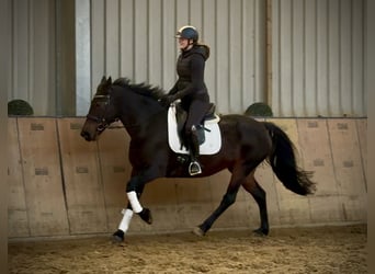 Other Warmbloods, Mare, 14 years, 15,1 hh, Bay-Dark