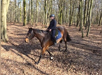 Other Warmbloods, Mare, 14 years, 16.1 hh, Bay-Dark