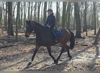 Other Warmbloods, Mare, 14 years, 16.1 hh, Bay-Dark