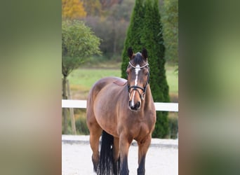 Other Warmbloods, Mare, 14 years, 16 hh, Brown