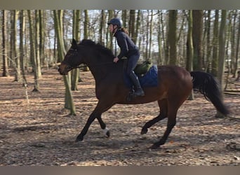 Other Warmbloods, Mare, 14 years, 16,1 hh, Bay-Dark