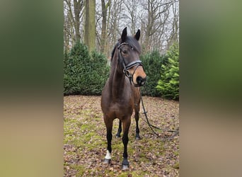 Other Warmbloods, Mare, 14 years, 16,1 hh, Bay-Dark