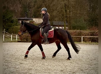 Other Warmbloods, Mare, 14 years, Bay-Dark
