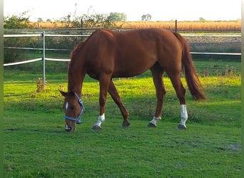 Other Warmbloods, Mare, 14 years, Chestnut-Red