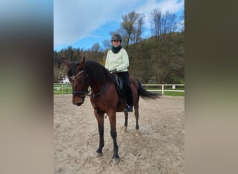 Other Warmbloods, Mare, 15 years, 15.2 hh, Brown
