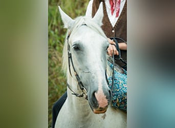 Other Warmbloods, Mare, 15 years, 15.2 hh, Grey