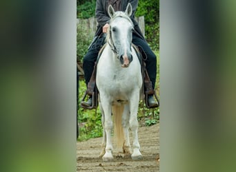 Other Warmbloods, Mare, 15 years, 15.2 hh, Grey