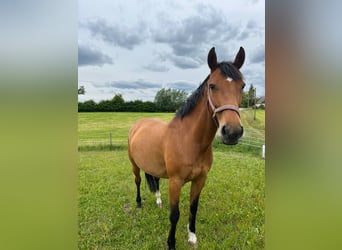 Other Warmbloods Mix, Mare, 15 years, 15 hh, Brown