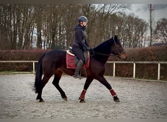 Other Warmbloods, Mare, 15 years, 15,1 hh, Bay-Dark