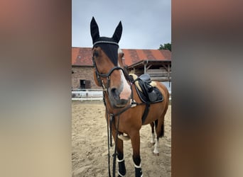 Other Warmbloods, Mare, 15 years, 16,3 hh, Brown