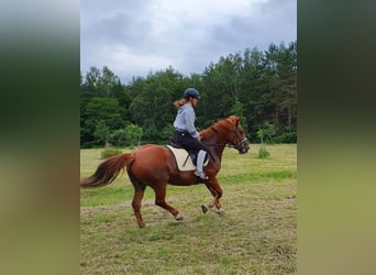 Other Warmbloods, Mare, 16 years, 15.1 hh, Chestnut-Red