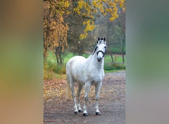 Other Warmbloods, Mare, 16 years, 16 hh, Grey