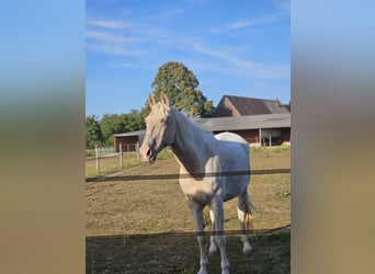 Other Warmbloods, Mare, 16 years, 16 hh, Pinto