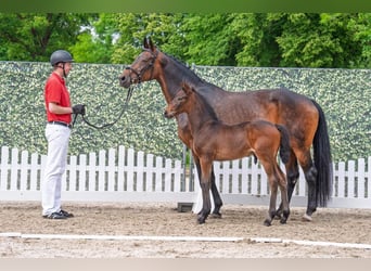 Other Warmbloods, Mare, 16 years, 16,2 hh, Smoky-Black