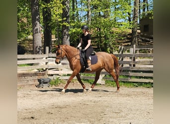 Other Warmbloods, Mare, 17 years, 16.1 hh, Chestnut