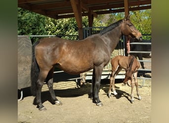 Other Warmbloods, Mare, 17 years, 16 hh, Brown