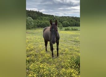 Other Warmbloods, Mare, 18 years, 15,2 hh, Black
