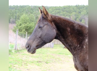 Other Warmbloods, Mare, 18 years, 15,2 hh, Black