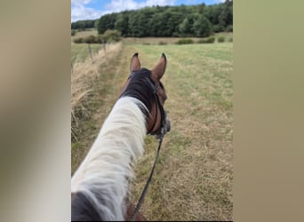 Other Warmbloods, Mare, 18 years, 16 hh, Pinto