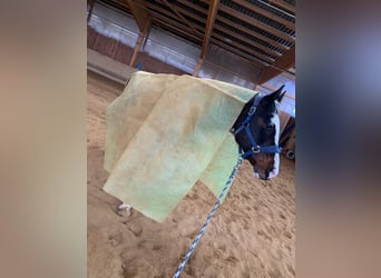 Other Warmbloods Mix, Mare, 19 years, 15,1 hh, Pinto