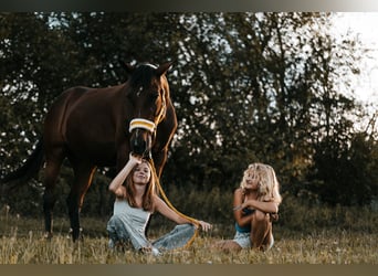 Other Warmbloods Mix, Mare, 19 years, 15.2 hh, Brown