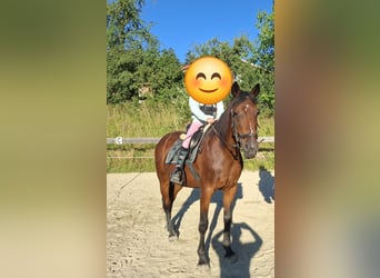 Other Warmbloods Mix, Mare, 19 years, 15.2 hh, Brown