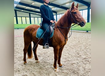 Other Warmbloods Mix, Mare, 19 years, 15.2 hh, Chestnut-Red