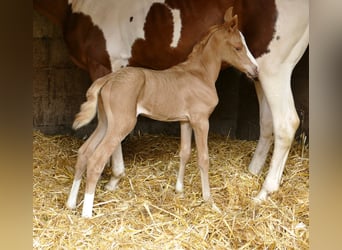 Other Warmbloods, Mare, 1 year, 14.2 hh, Palomino