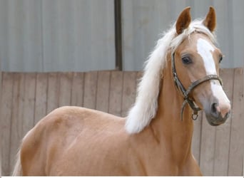 Other Warmbloods, Mare, 1 year, 14,2 hh, Palomino