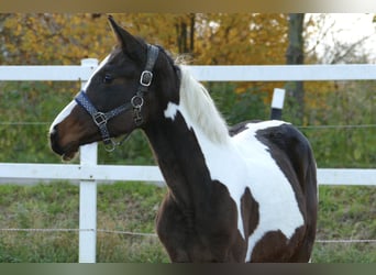 Other Warmbloods, Mare, 1 year, 16,1 hh, Pinto