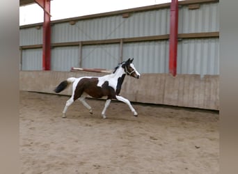 Other Warmbloods, Mare, 1 year, 16.1 hh, Pinto