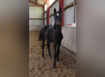 Other Warmbloods, Mare, 1 year, 16.1 hh, Smoky-Black