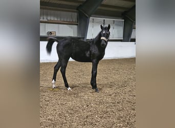 Other Warmbloods, Mare, 1 year, 16.2 hh, Black
