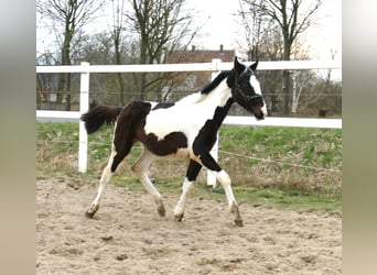Other Warmbloods, Mare, 1 year, 16.2 hh, Pinto