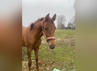 Other Warmbloods, Mare, 1 year, 16 hh, Chestnut