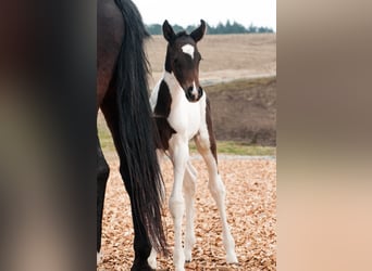 Other Warmbloods, Mare, 1 year, 16 hh, Pinto