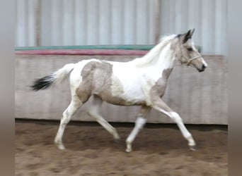 Other Warmbloods, Mare, 1 year, 16 hh, Pinto