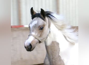 Other Warmbloods, Mare, 1 year, 16 hh, Pinto