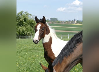 Other Warmbloods, Mare, 1 year, 16,1 hh, Pinto