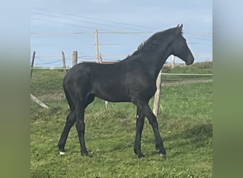 Other Warmbloods Mix, Mare, 1 year, 17 hh, Black