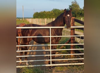 Other Warmbloods, Mare, 1 year