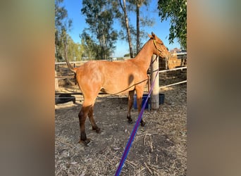 Other Warmbloods, Mare, 1 year, Roan-Red