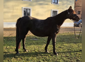 Other Warmbloods Mix, Mare, 20 years, 14.1 hh, Smoky-Black