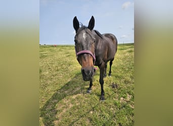 Other Warmbloods, Mare, 20 years, 16 hh, Brown